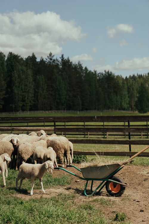 Free A serene view of sheep grazing in a farm pasture with a wheelbarrow and lush greenery. Stock Photo