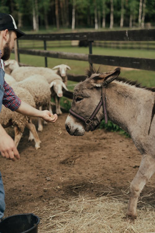 Girl in White Shirt and Blue Denim Jeans Standing Beside White Horse