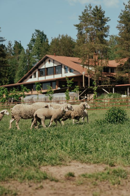 Free Sheep grazing in a lush green field in front of a rustic house, depicting tranquility and rural life. Stock Photo