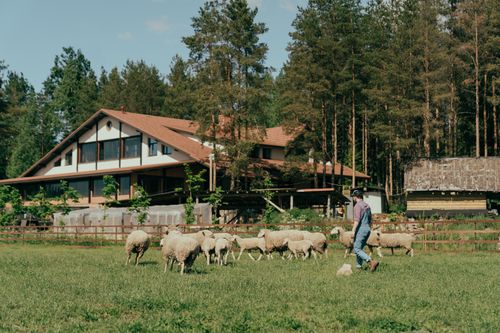 Free A farmer guides his flock of sheep across a lush green pasture on a sunny day near a rustic barn. Stock Photo