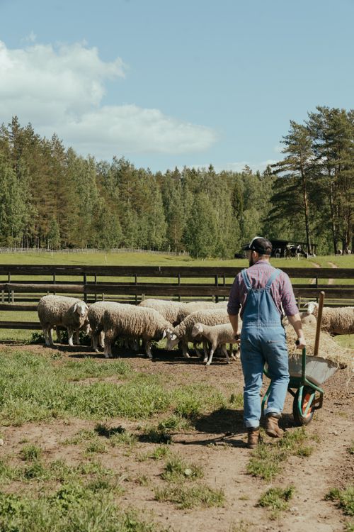 Free A farmer in a pasture with a flock of sheep, pushing a wheelbarrow under a clear sky. Stock Photo
