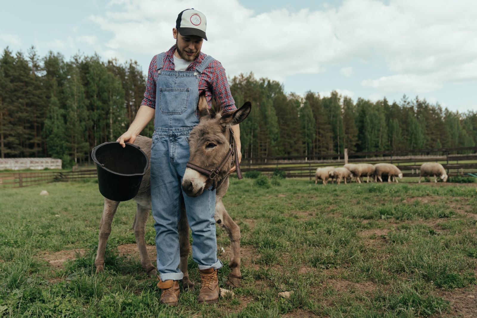 Éleveur en salopette avec un âne et un troupeau de moutons