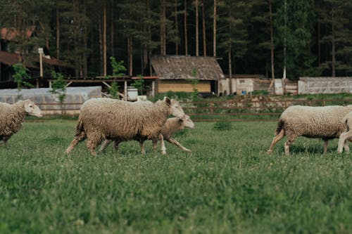 White Sheep on Green Grass Field