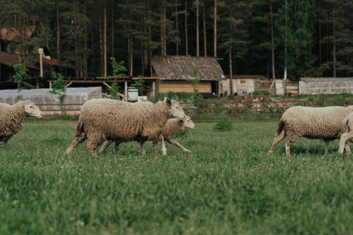 Free A serene image of sheep grazing in a lush green farm pasture surrounded by rustic barns and nature. Stock Photo