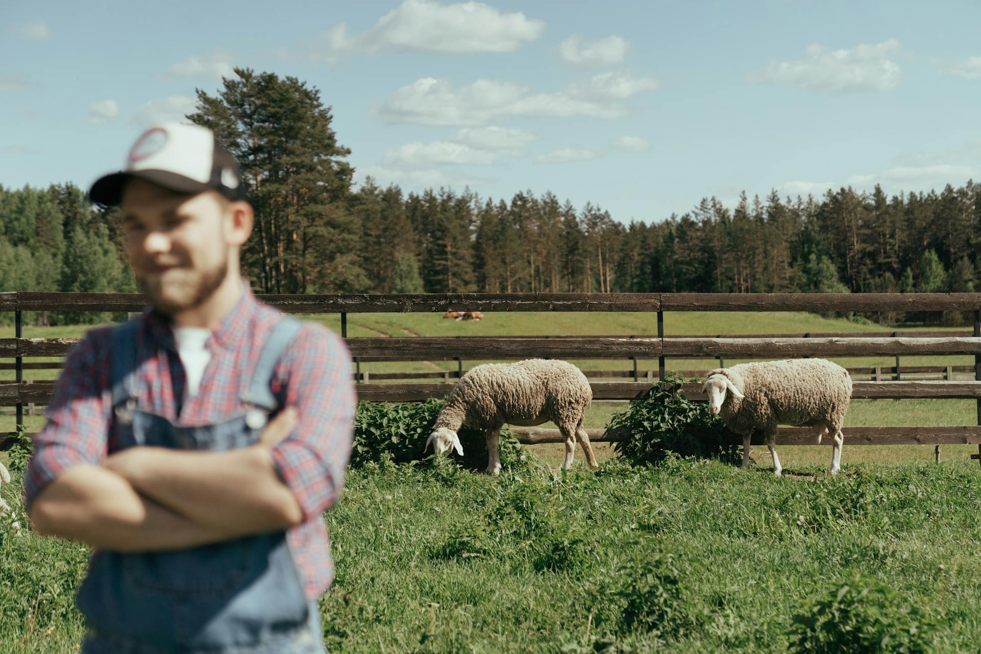 Man in Blue Denim Jeans Standing Beside Sheep on Green Grass Field