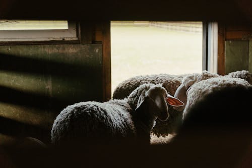 White and Gray Sheep on Black Textile