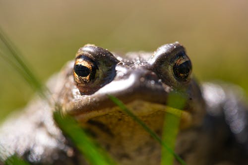 Head of a Frog Over a Body of Water