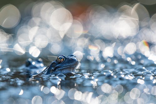 Free stock photo of baeutiful eyes, early morning, frog
