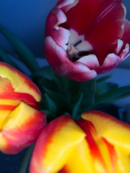 Kostnadsfri bild av blommor, tulpaner