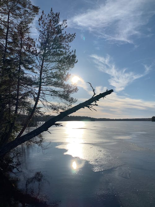 Kostnadsfri bild av fjäder, skön