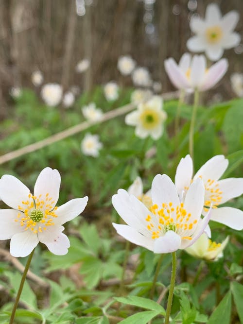 Kostnadsfri bild av blommor, mors dag, natur