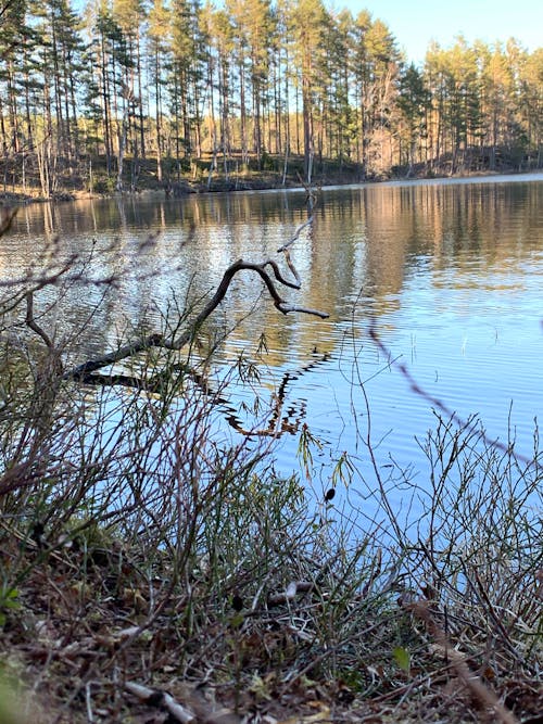 Kostnadsfri bild av natur, sjö