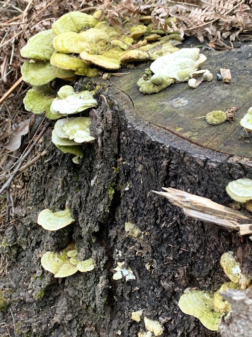 Kostnadsfri bild av natur, stubbe, svamp