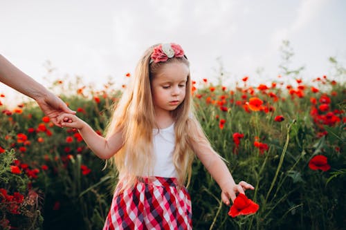 Free Concentrated girl with long blond straight hair decorated with headband touching red flower of poppy while holding hand of faceless parent in field in sunlight Stock Photo
