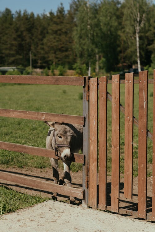 Photos gratuites de animal de compagnie, animal domestique, barrière