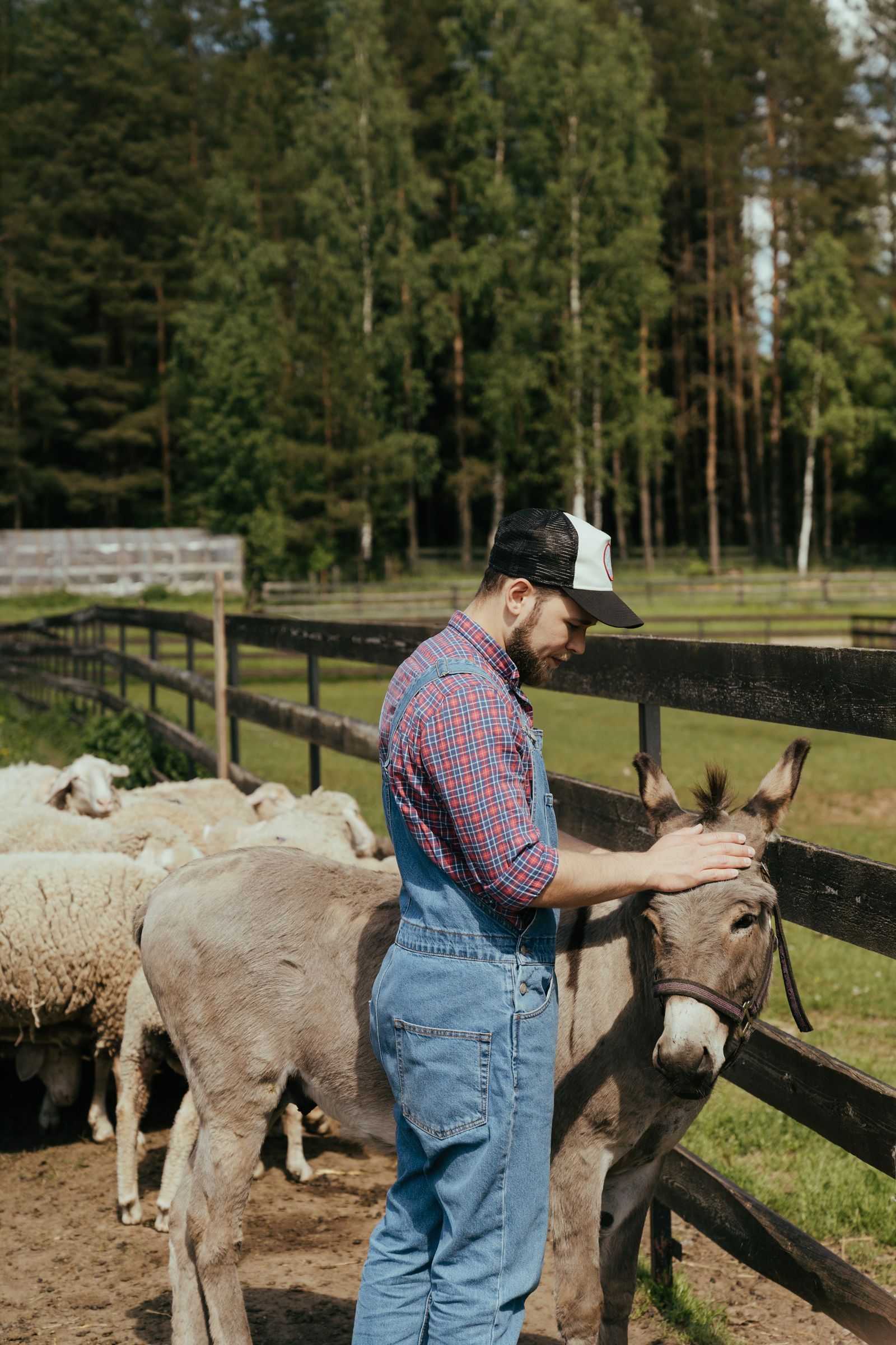 Éleveur et vétérinaire auprès d'un âne entouré de moutons