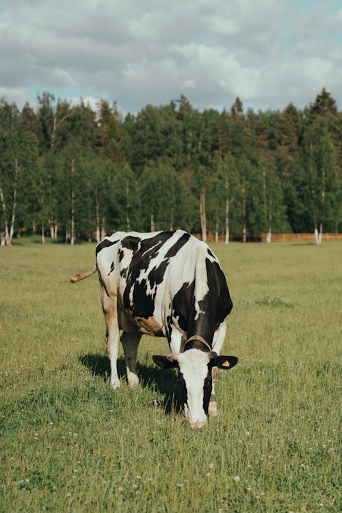White and Black Cow on Green Grass Field
