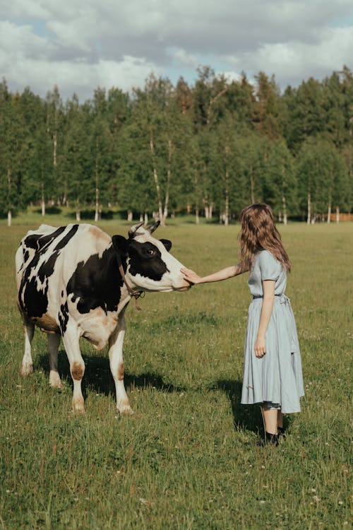 Free Girl in Blue Dress Standing Beside Cow on Green Grass Field Stock Photo