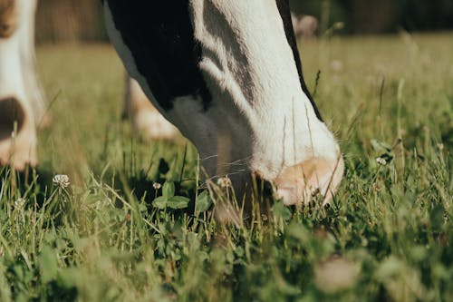 Black and White Cow on Green Grass Field