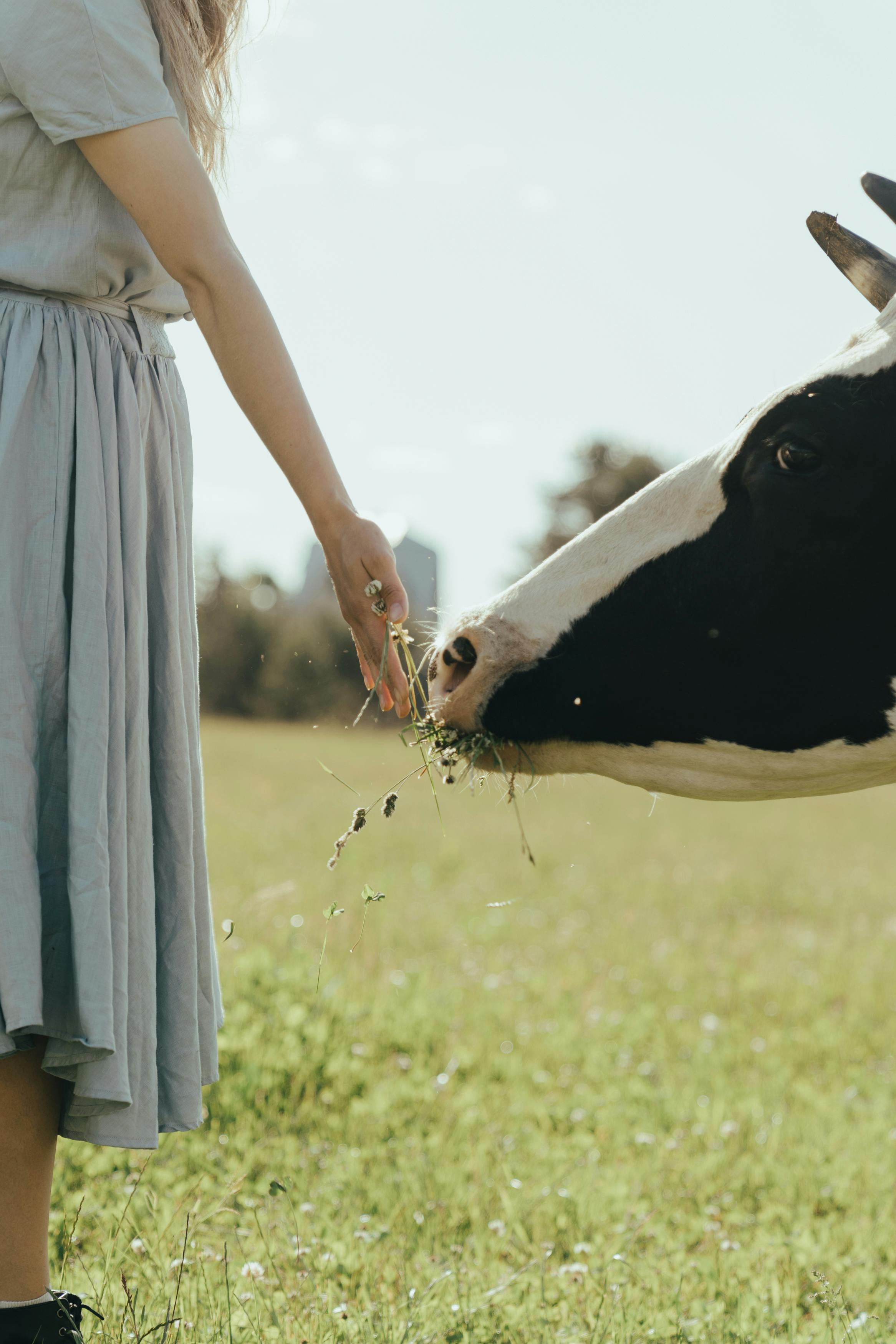 woman in white dress standing beside black and white cow