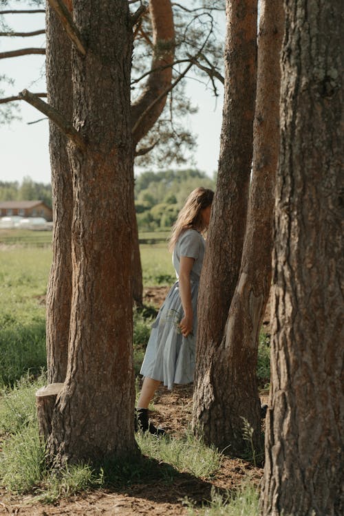 Photos gratuites de arbres, bois, espace extérieur