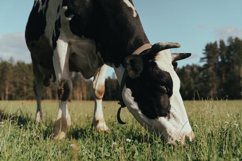 Free A Holstein cow grazing in a vibrant green meadow during summer. Stock Photo