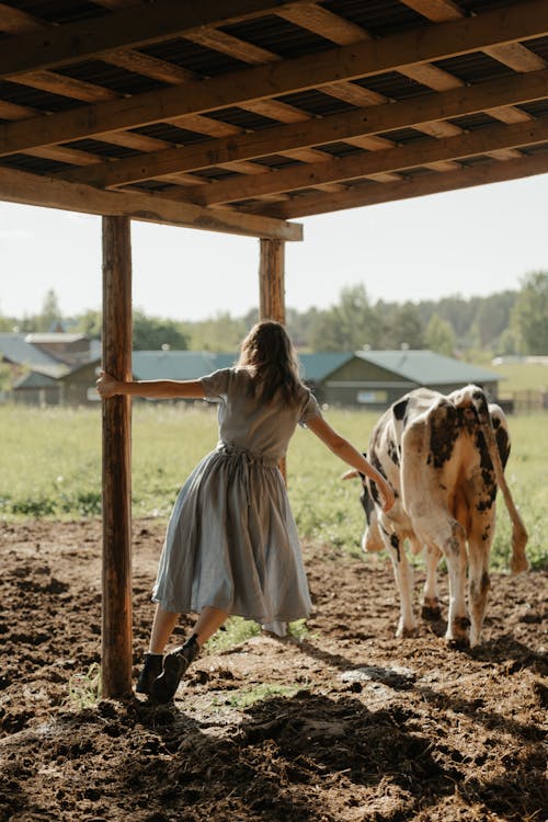 Girl in White Dress Standing Beside White and Black Cow