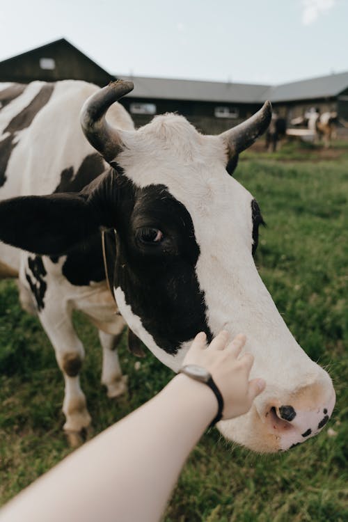 Free Person Holding White Cows Head Stock Photo