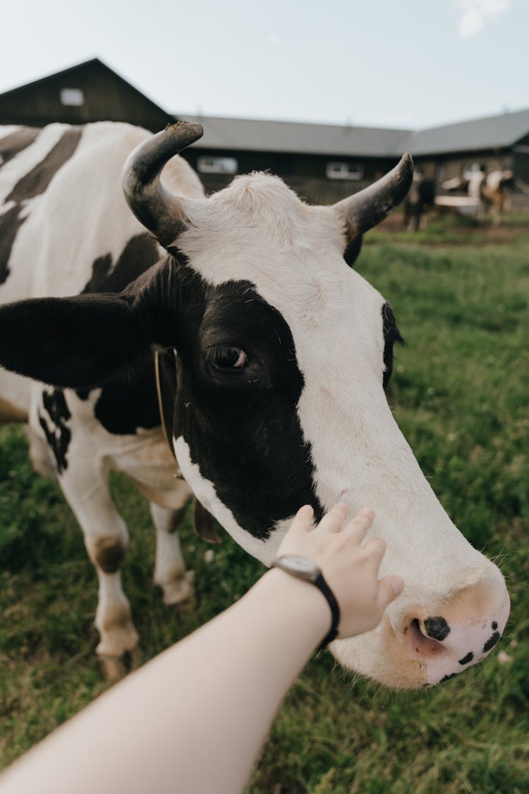 Person Holding White Cows Head