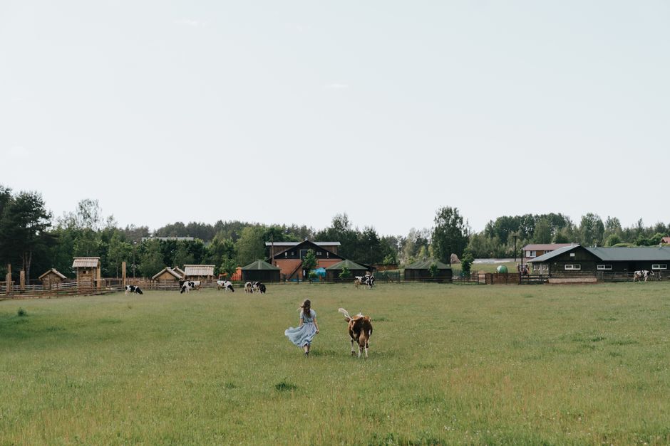 Profit-Driven vs. Homestead Cattle Raising: Choosing the Right Path Profit-Driven vs. Homestead Cattle Raising: Choosing the Right Path