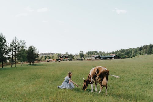 Woman in White Dress Sitting on Green Grass Field Beside Brown Cow