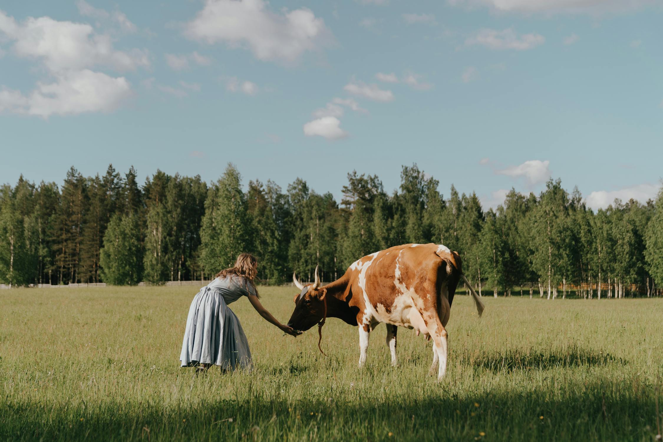 Cow @pexels.com