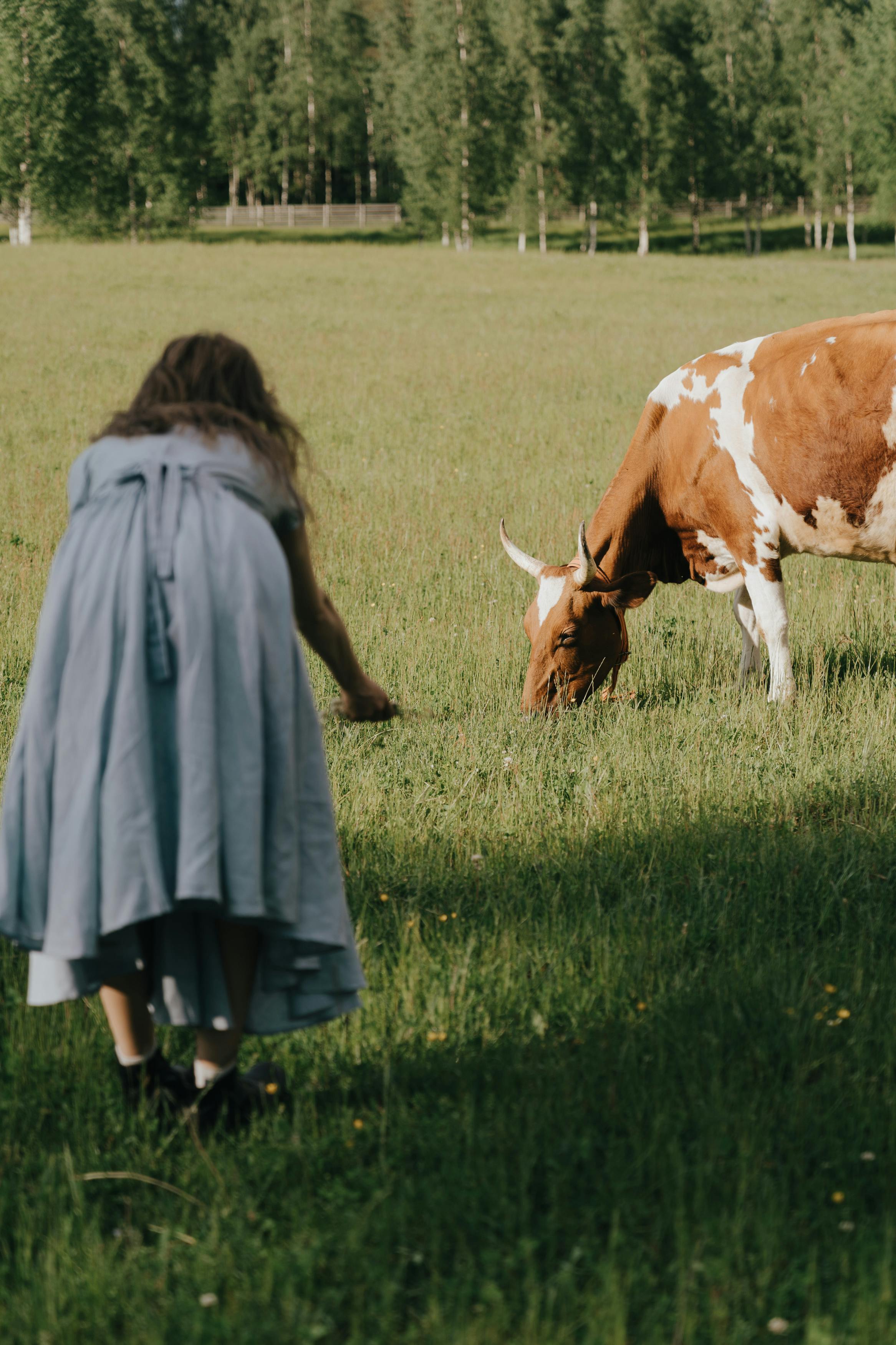 woman in gray long sleeve dress standing beside brown and white cow on green grass field