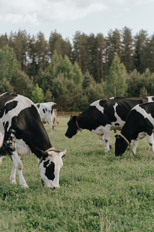 Free Black and White Cow on Green Grass Field Stock Photo