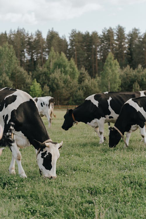 Fotobanka s bezplatnými fotkami na tému črieda, dedina, dedinský