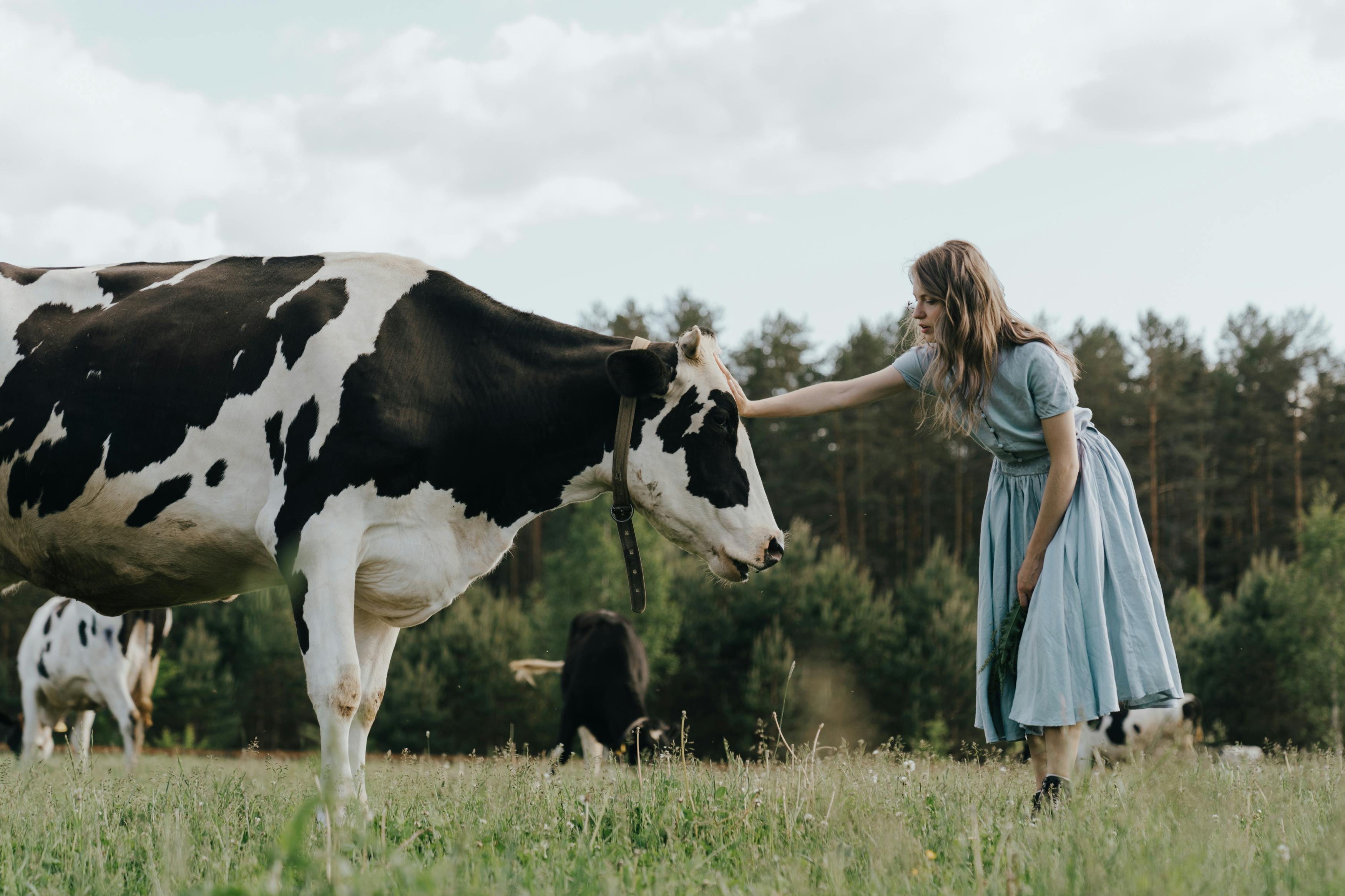 girl in blue dress standing beside cow on green grass field