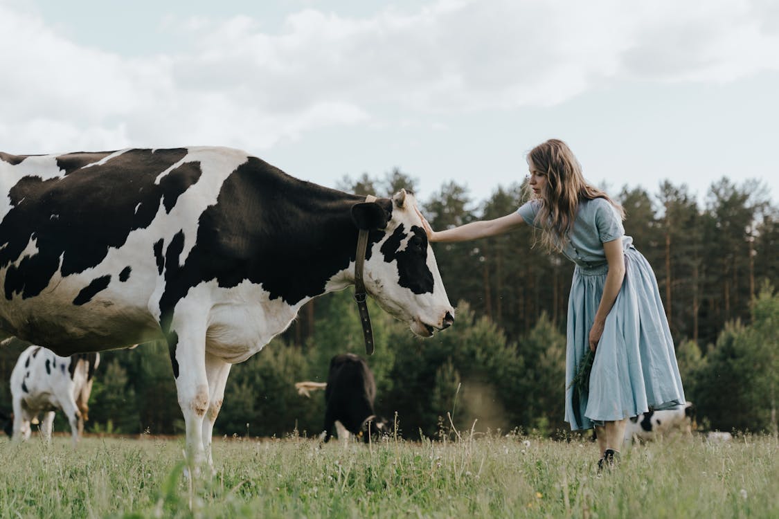 Girl in Blue Dress Standing Beside Cow on Green Grass Field