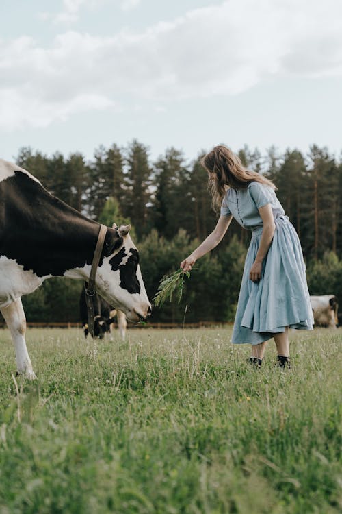 Girl in Blue Dress Standing on Green Grass Field With White and Black Cow