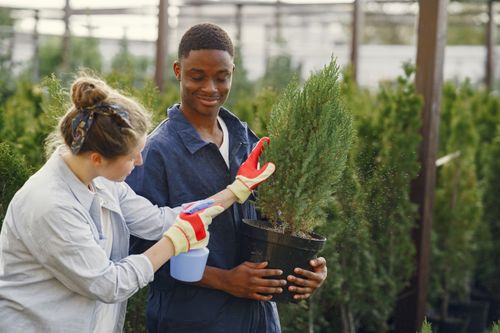 Free Two gardeners watering a pot plant in a nursery, highlighting teamwork in horticulture. Stock Photo