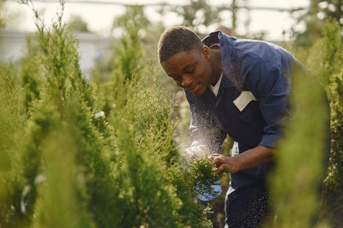 Free Man Taking Care of the Plants Stock Photo