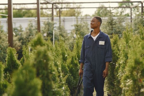 Free Young gardener in blue overalls caring for plants in a sunlit garden outdoors. Stock Photo
