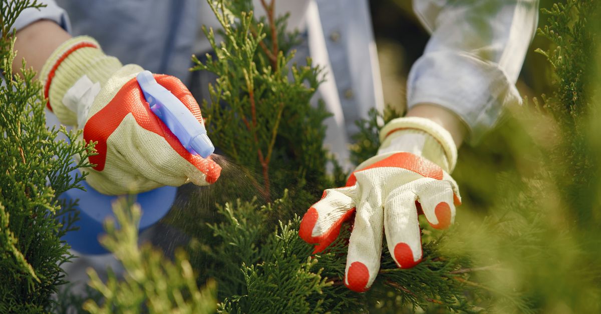 fungicides