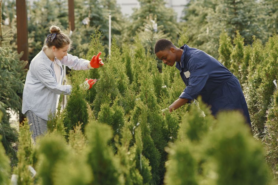 Diverse gardeners trimming and caring for plants in an outdoor nursery setting.