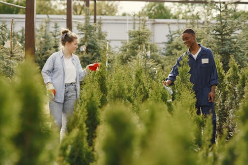 Man and Woman Taking Care of the Plants