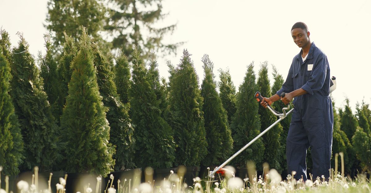 Photinia : Guide plantation et entretien