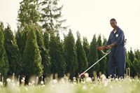 Gardener trimming hedges