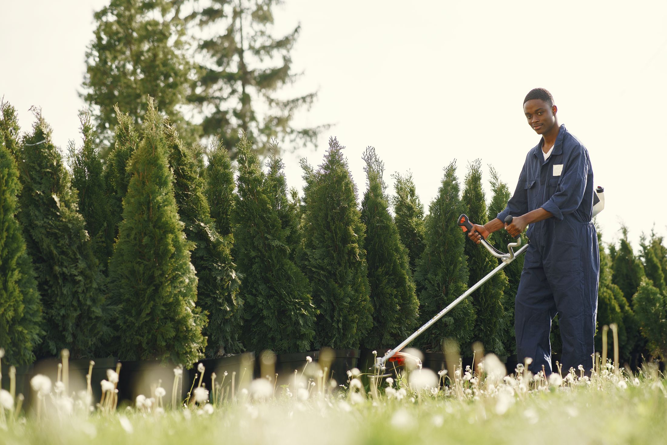 Professional landscape maintenance