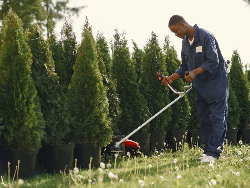 Hedge & tree trimming, Knysna