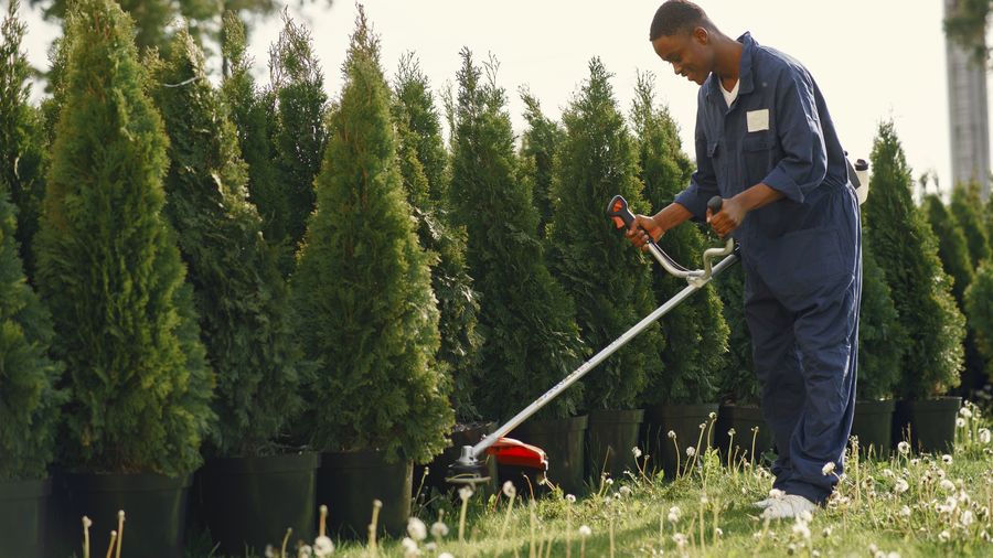 What actually kills weeds without ruining the lawn — six weeks of testing four products