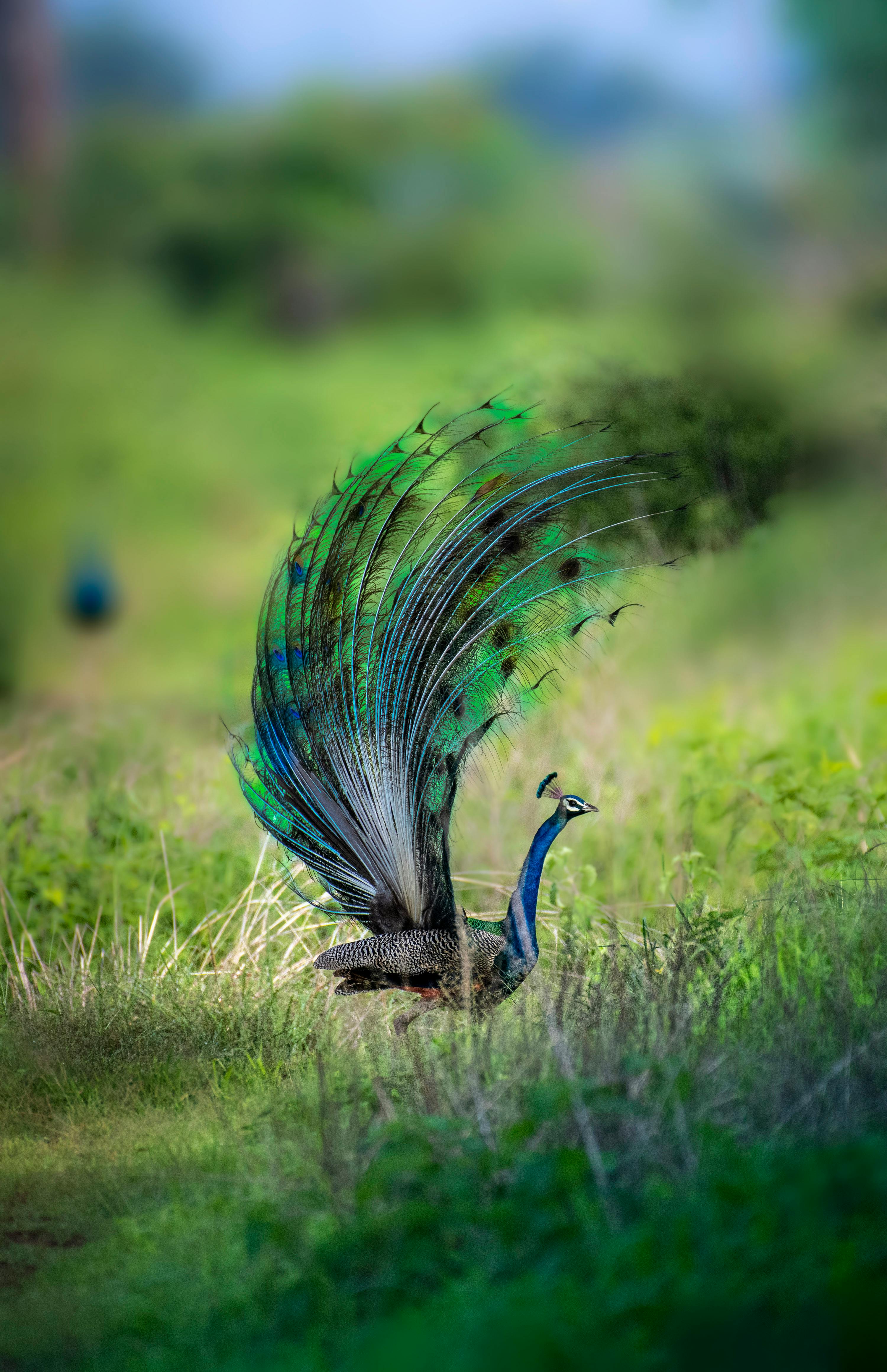 200+] Peacock Pictures | Wallpapers.com